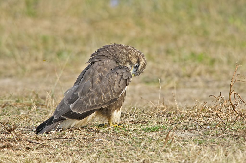 Poiana  ( Buteo buteo)